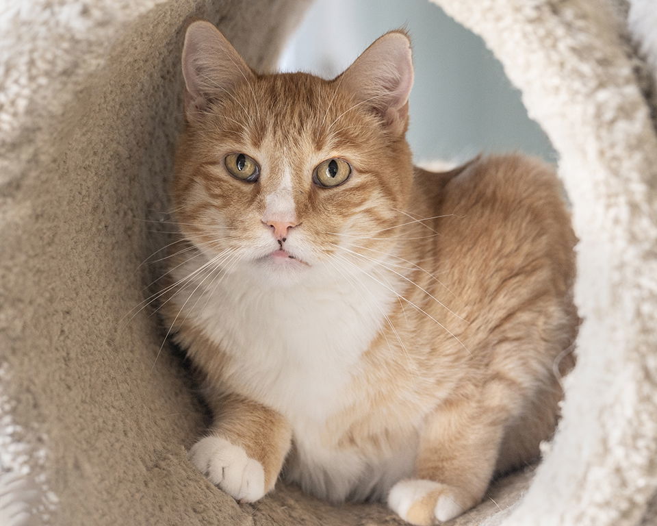 Oxi, an adoptable Tuxedo, Tabby in Buford, GA, 30518 | Photo Image 1