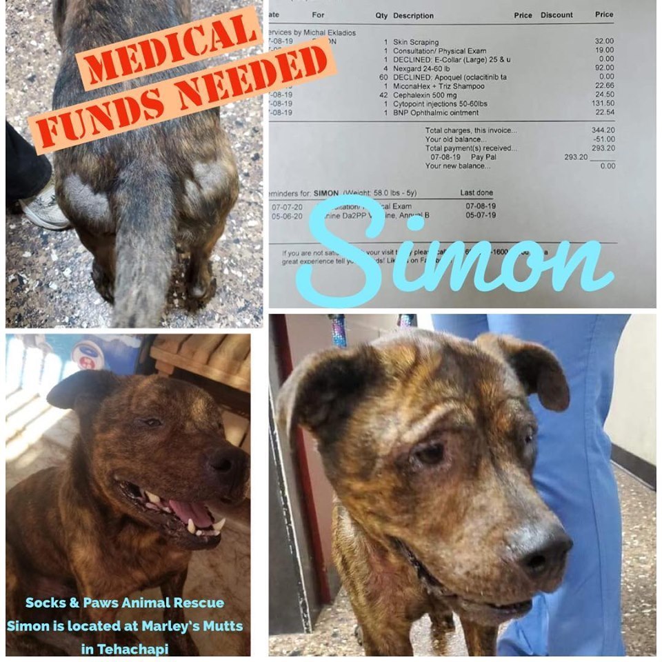 Simon, an adoptable Shepherd in Ridgecrest, CA, 93555 | Photo Image 1