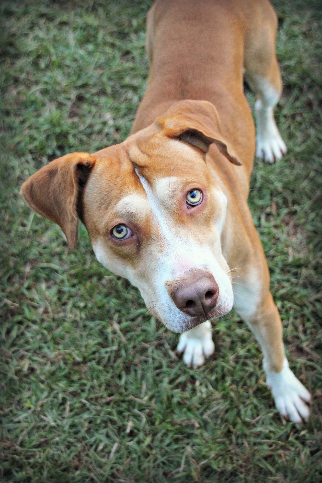Brian, an adoptable Mixed Breed in Water Valley, MS, 38965 | Photo Image 2