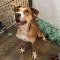 Brian, an adoptable Mixed Breed in Water Valley, MS, 38965 | Photo Image 1