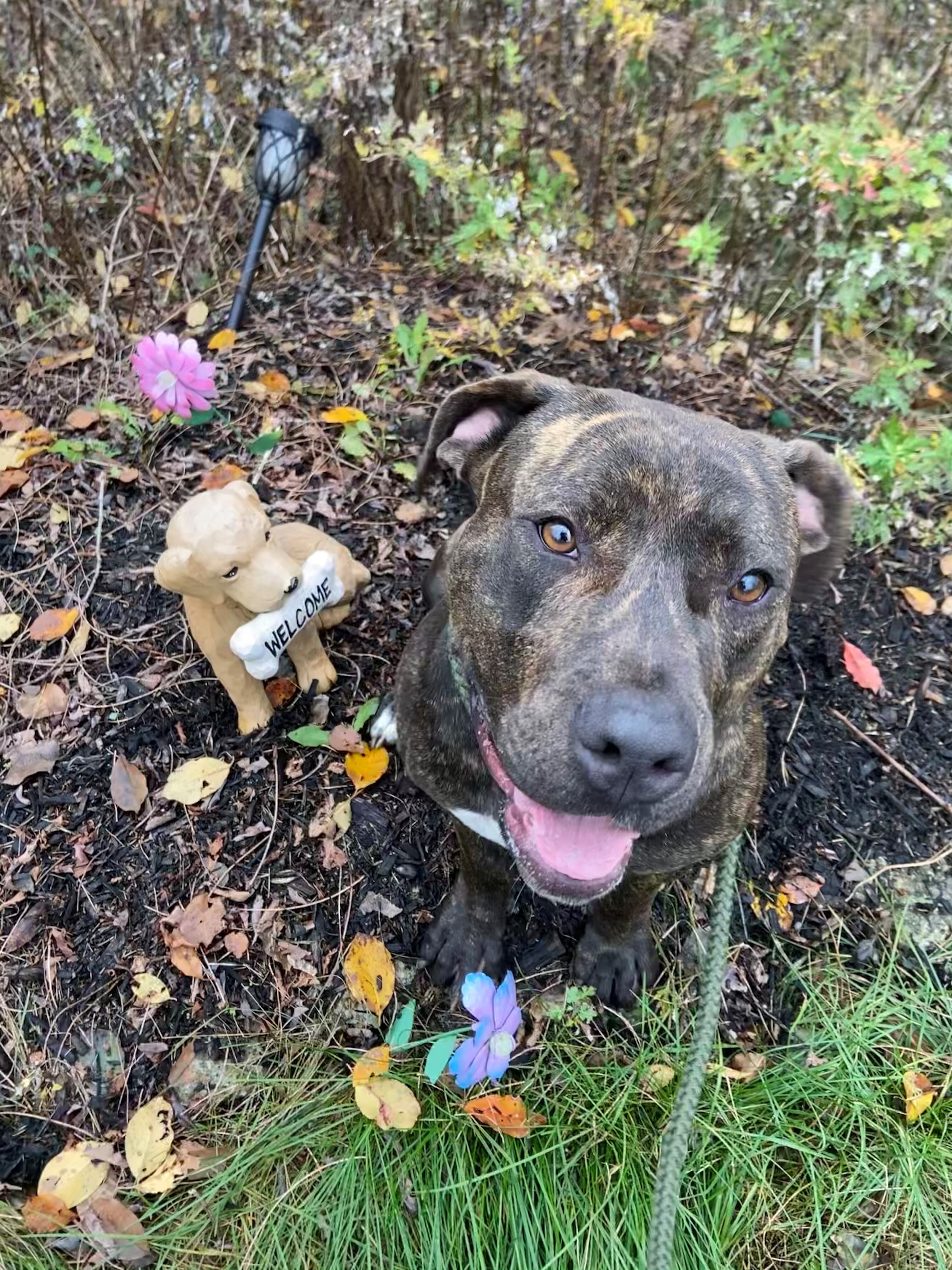 Mia, an adoptable Pit Bull Terrier, Labrador Retriever in Smithtown, NY, 11787 | Photo Image 4