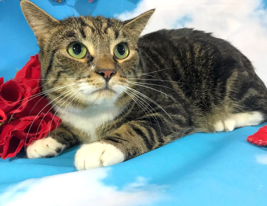 Dart, an adoptable Domestic Short Hair, Tabby in Harrisonburg, VA, 22801 | Photo Image 1