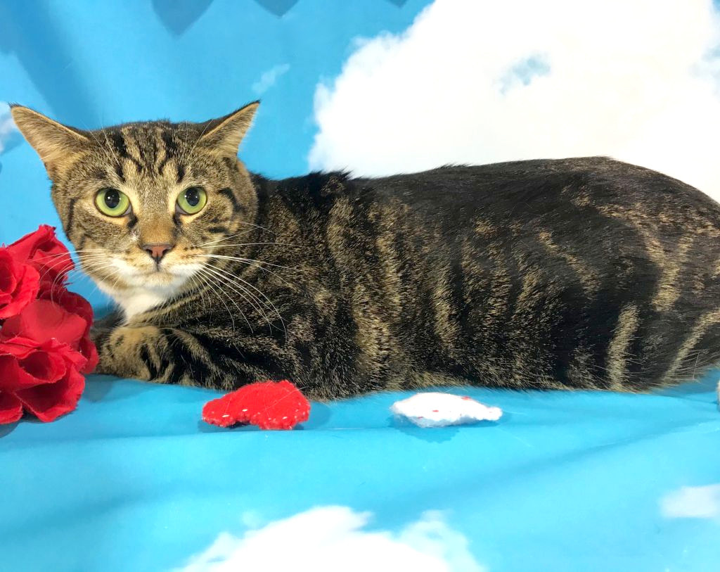 Dart, an adoptable Domestic Short Hair, Tabby in Harrisonburg, VA, 22801 | Photo Image 2