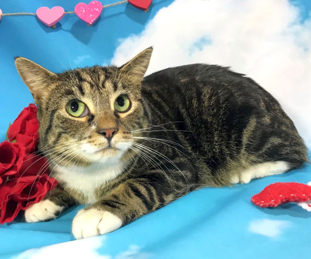 Dart, an adoptable Domestic Short Hair, Tabby in Harrisonburg, VA, 22801 | Photo Image 3
