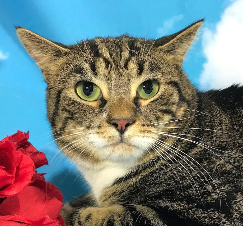 Dart, an adoptable Domestic Short Hair, Tabby in Harrisonburg, VA, 22801 | Photo Image 4