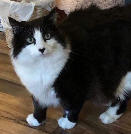 Shiloh, an adoptable Domestic Long Hair in Scott Depot, WV, 25560 | Photo Image 2