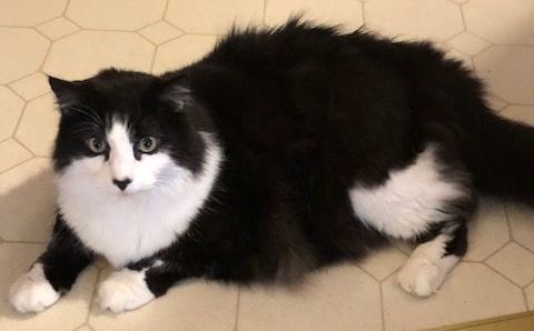 Shiloh, an adoptable Domestic Long Hair in Scott Depot, WV, 25560 | Photo Image 1
