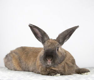 Aria, Adult Female unknown