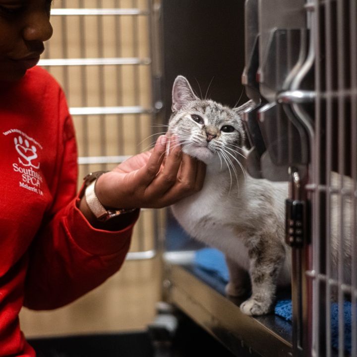 Cat for adoption - Kittens at Midlothian PetSmart store, a