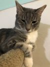 Gato
