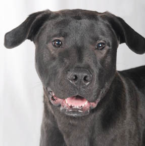 Duster, an adoptable Black Labrador Retriever, American Staffordshire Terrier in Chicago, IL, 60631 | Photo Image 1