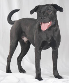 Duster, an adoptable Black Labrador Retriever, American Staffordshire Terrier in Chicago, IL, 60631 | Photo Image 3