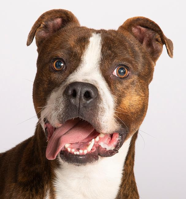 Hobbes, an adoptable Pit Bull Terrier, Boxer in Chicago, IL, 60631 | Photo Image 2