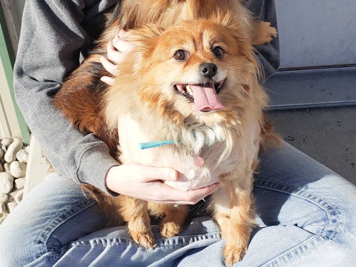Daisy, an adopted Pomeranian & Chihuahua Mix in Republic, WA_image-4