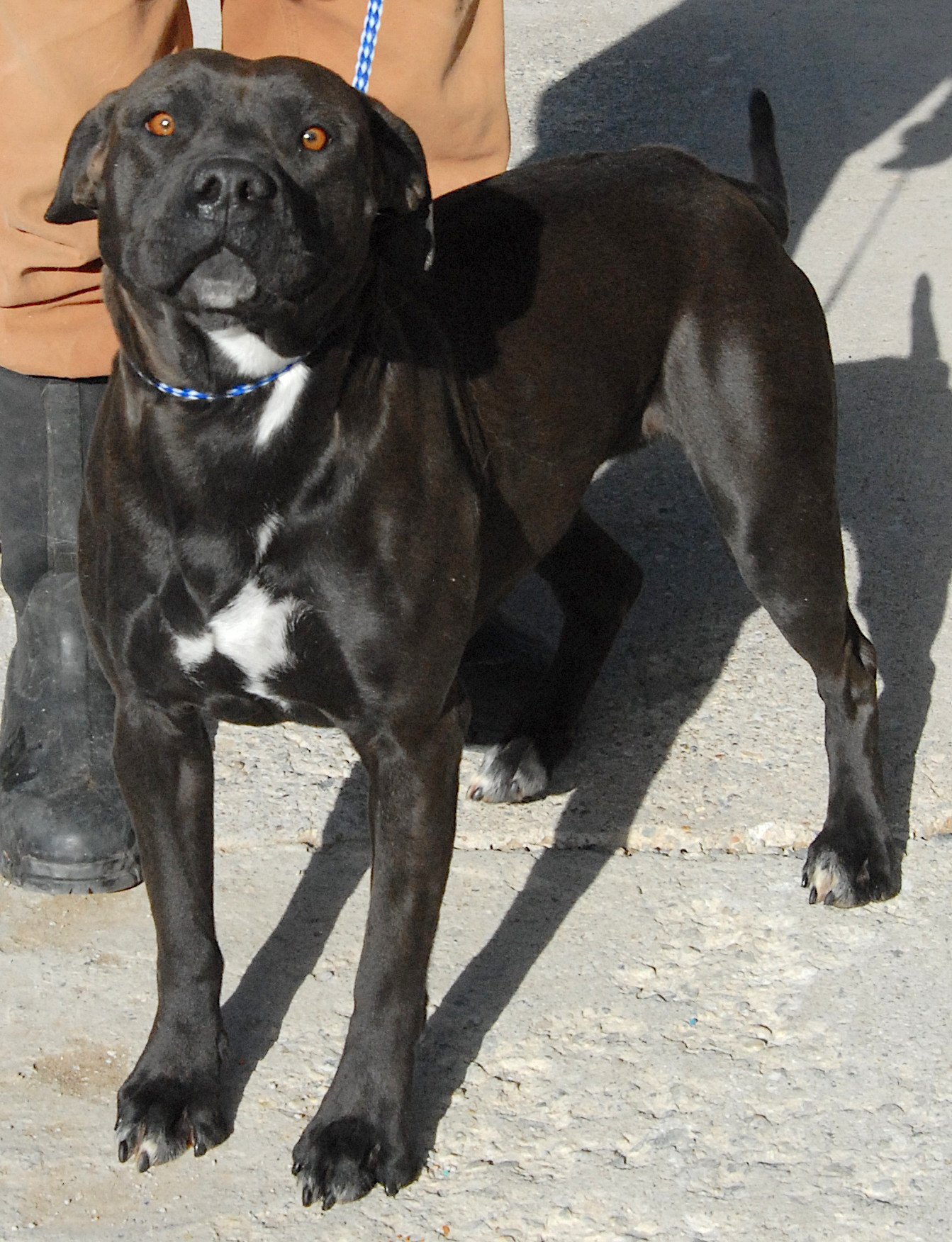 Cookie, an adoptable Labrador Retriever in San Luis, CO, 81152 | Photo Image 2