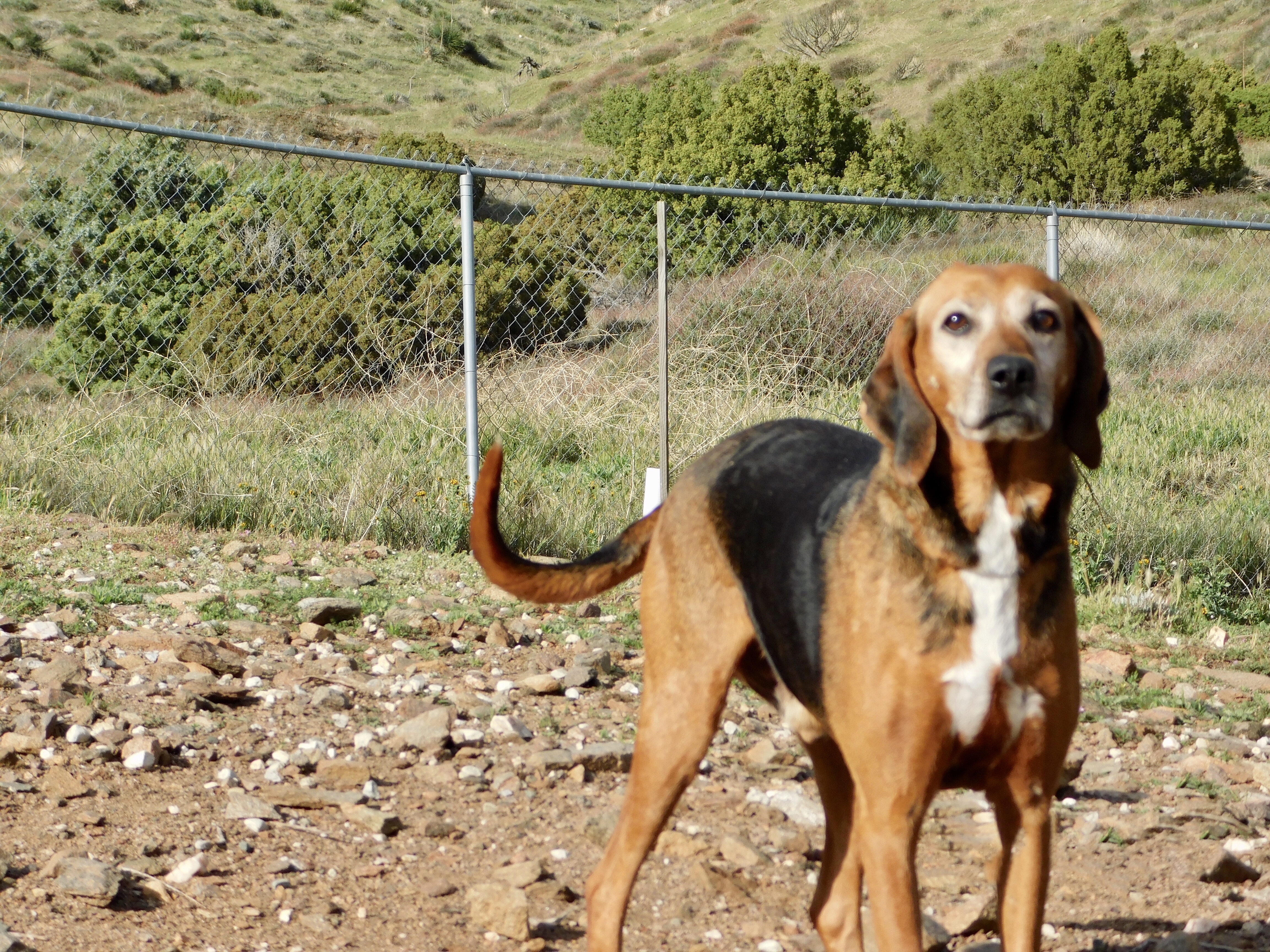Tiny, an adoptable Hound in Acton, CA, 93510 | Photo Image 2