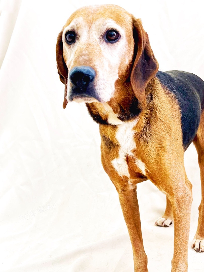 Tiny, an adoptable Hound in Acton, CA, 93510 | Photo Image 5
