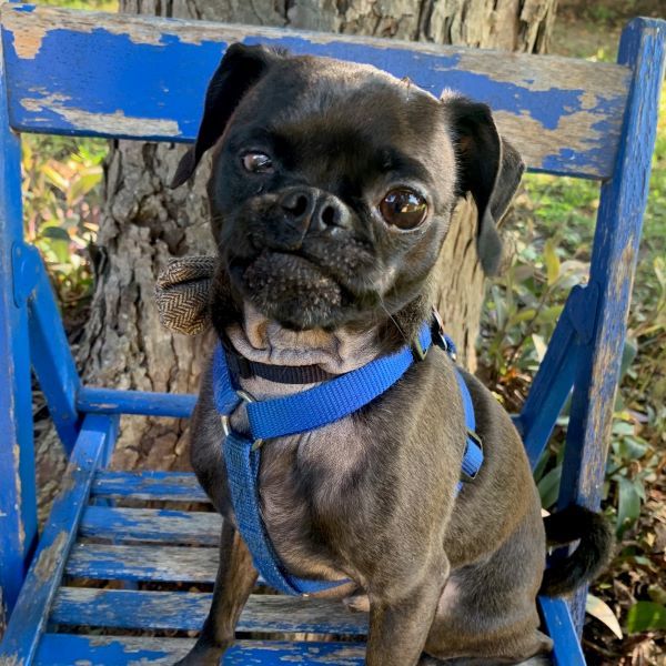 Ned, an adoptable Pug, Chihuahua in Alvin, TX, 77512 | Photo Image 1