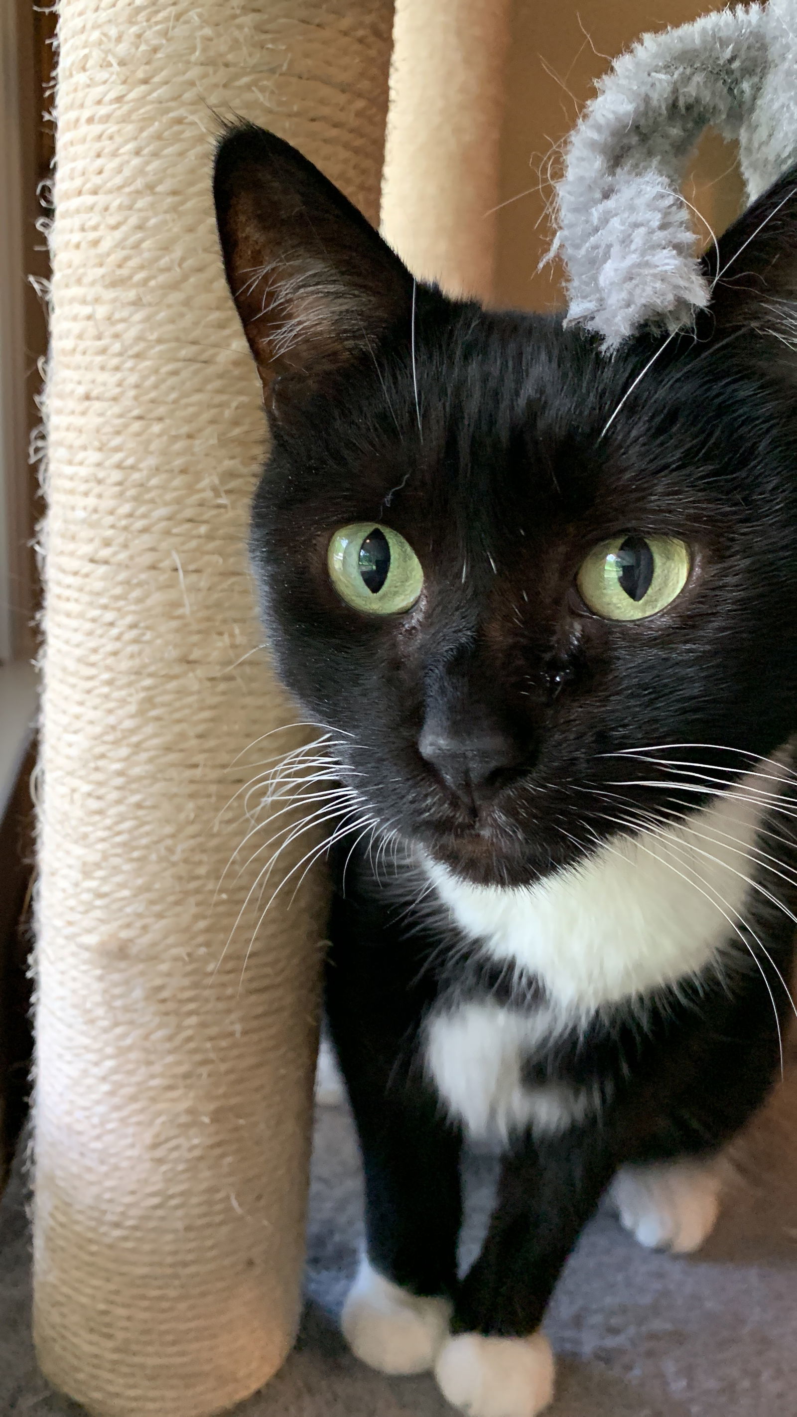 Tara, an adoptable Tuxedo, Domestic Medium Hair in Buford, GA, 30518 | Photo Image 1