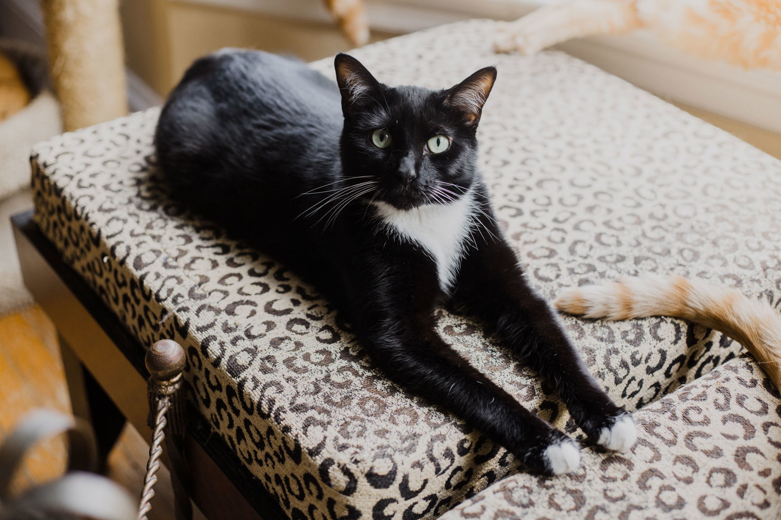 Tara, an adoptable Tuxedo, Domestic Medium Hair in Buford, GA, 30518 | Photo Image 2