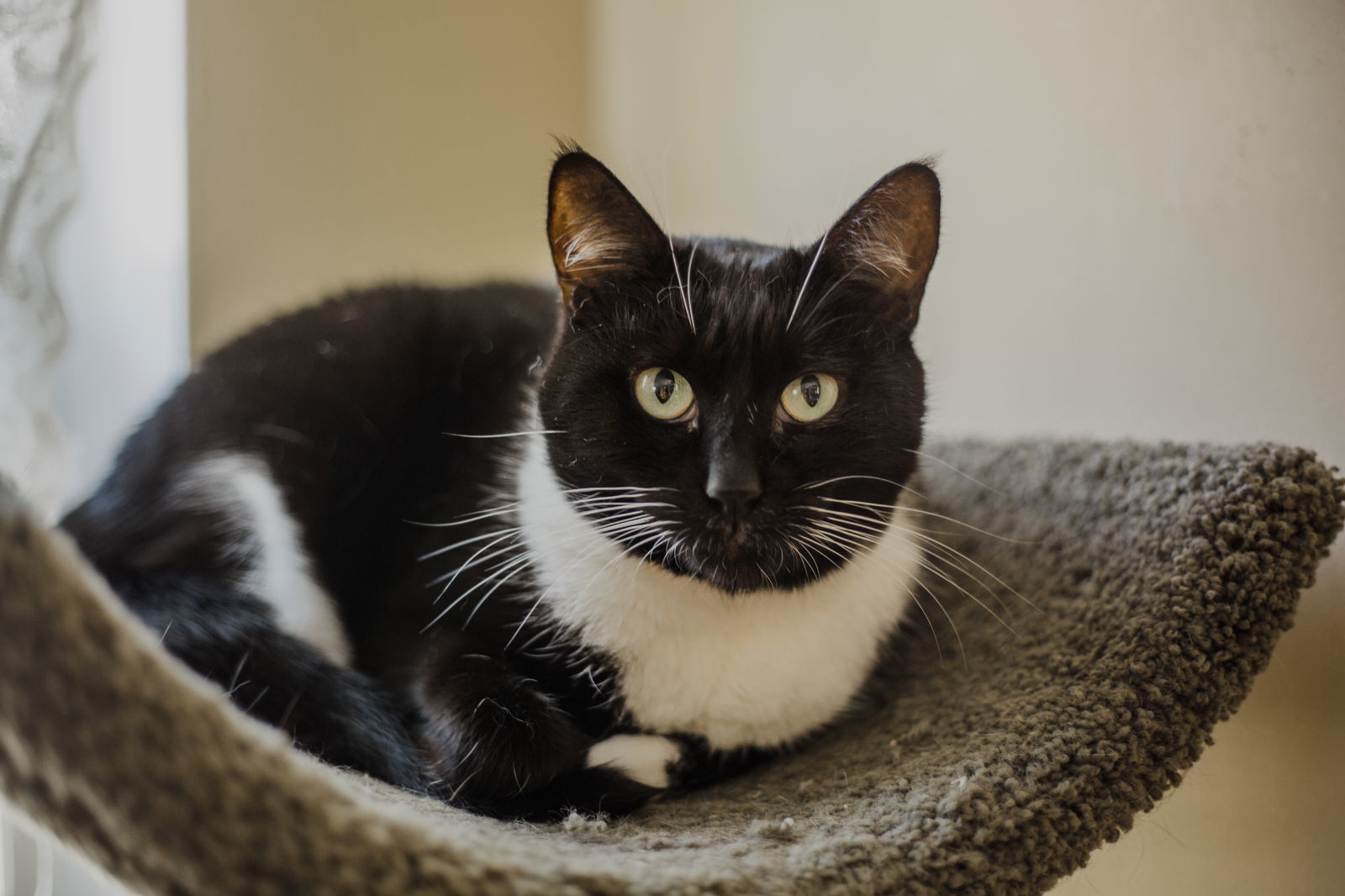 Tara, an adoptable Tuxedo, Domestic Medium Hair in Buford, GA, 30518 | Photo Image 3