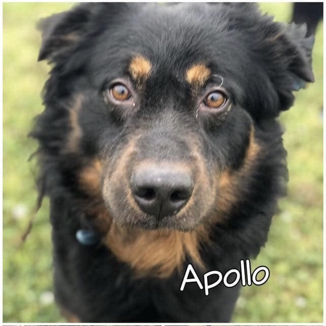 Apollo, an adoptable Bernese Mountain Dog, Collie in Houston, TX, 77019 | Photo Image 1