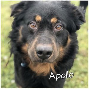 Apollo Bernese Mountain Dog Dog