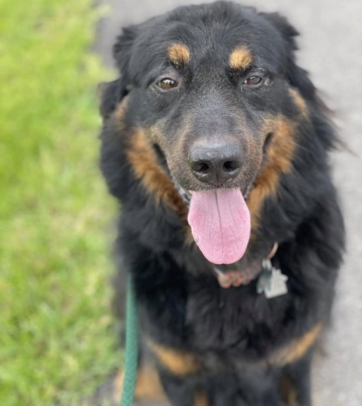 Apollo, an adoptable Bernese Mountain Dog, Collie in Houston, TX, 77019 | Photo Image 2