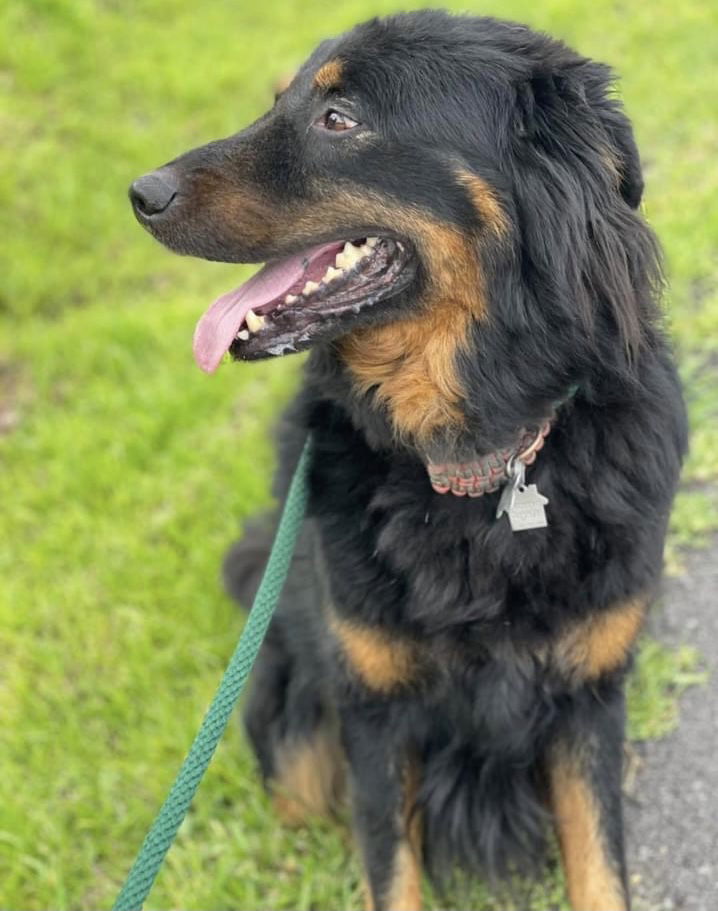 Apollo, an adoptable Bernese Mountain Dog, Collie in Houston, TX, 77019 | Photo Image 3