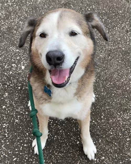 Patch, an adoptable Shepherd, Husky in Houston, TX, 77019 | Photo Image 1