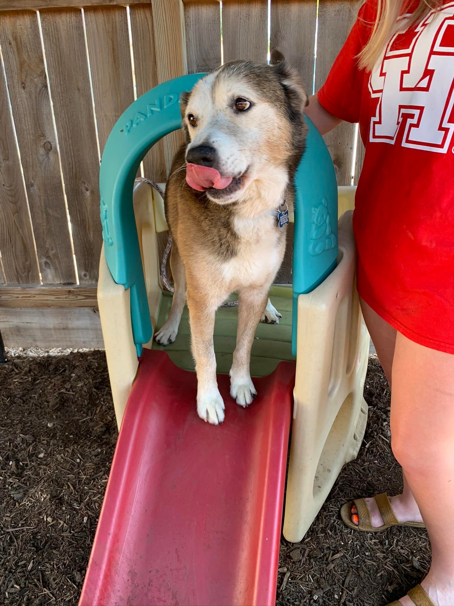 Patch, an adoptable Shepherd, Husky in Houston, TX, 77019 | Photo Image 3