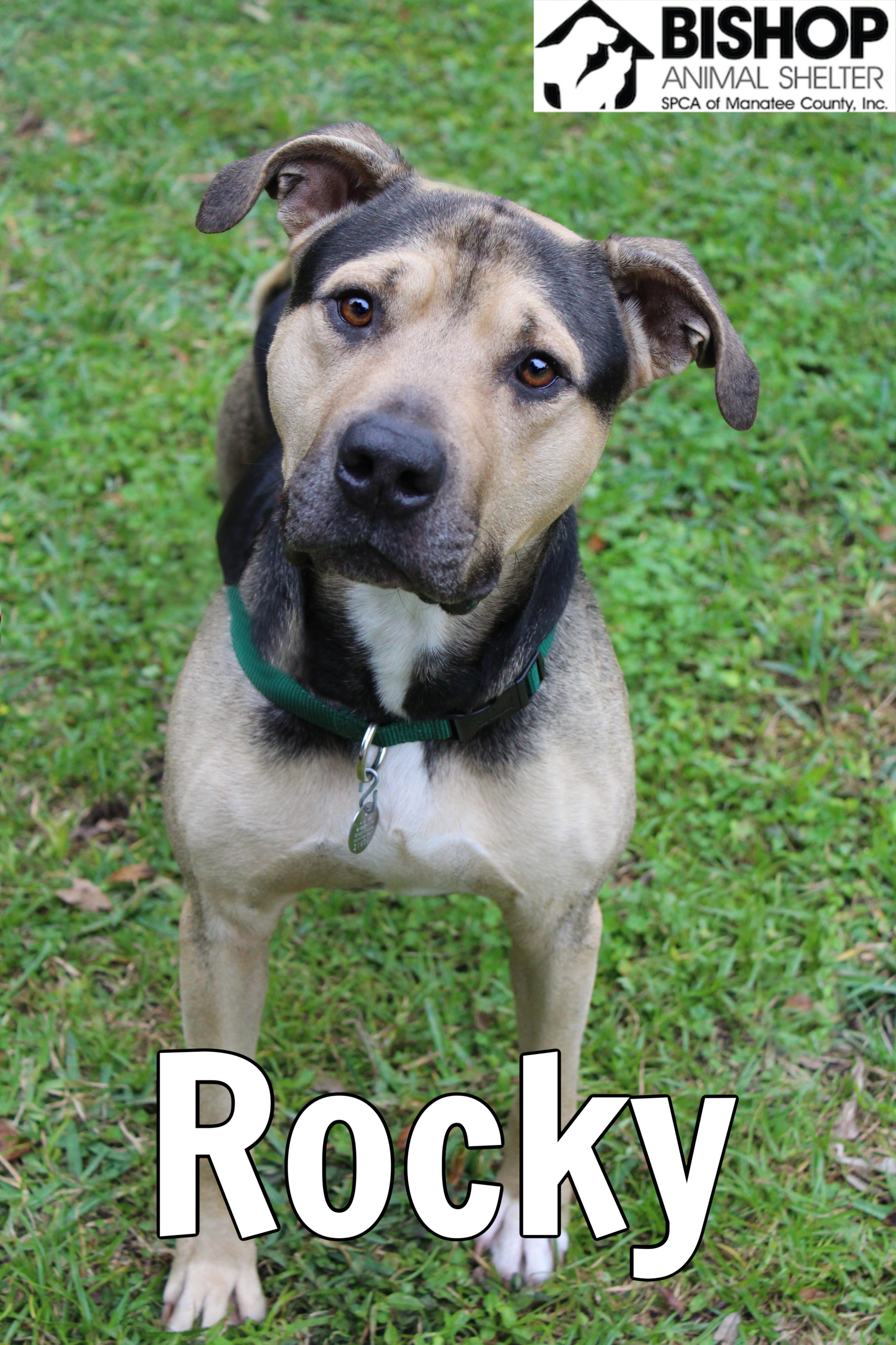 Rocky, an adoptable Mixed Breed in Bradenton, FL, 34209 | Photo Image 1
