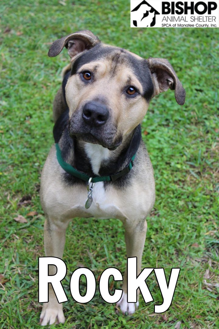 Dog For Adoption Rocky A Mixed Breed In Bradenton Fl Petfinder