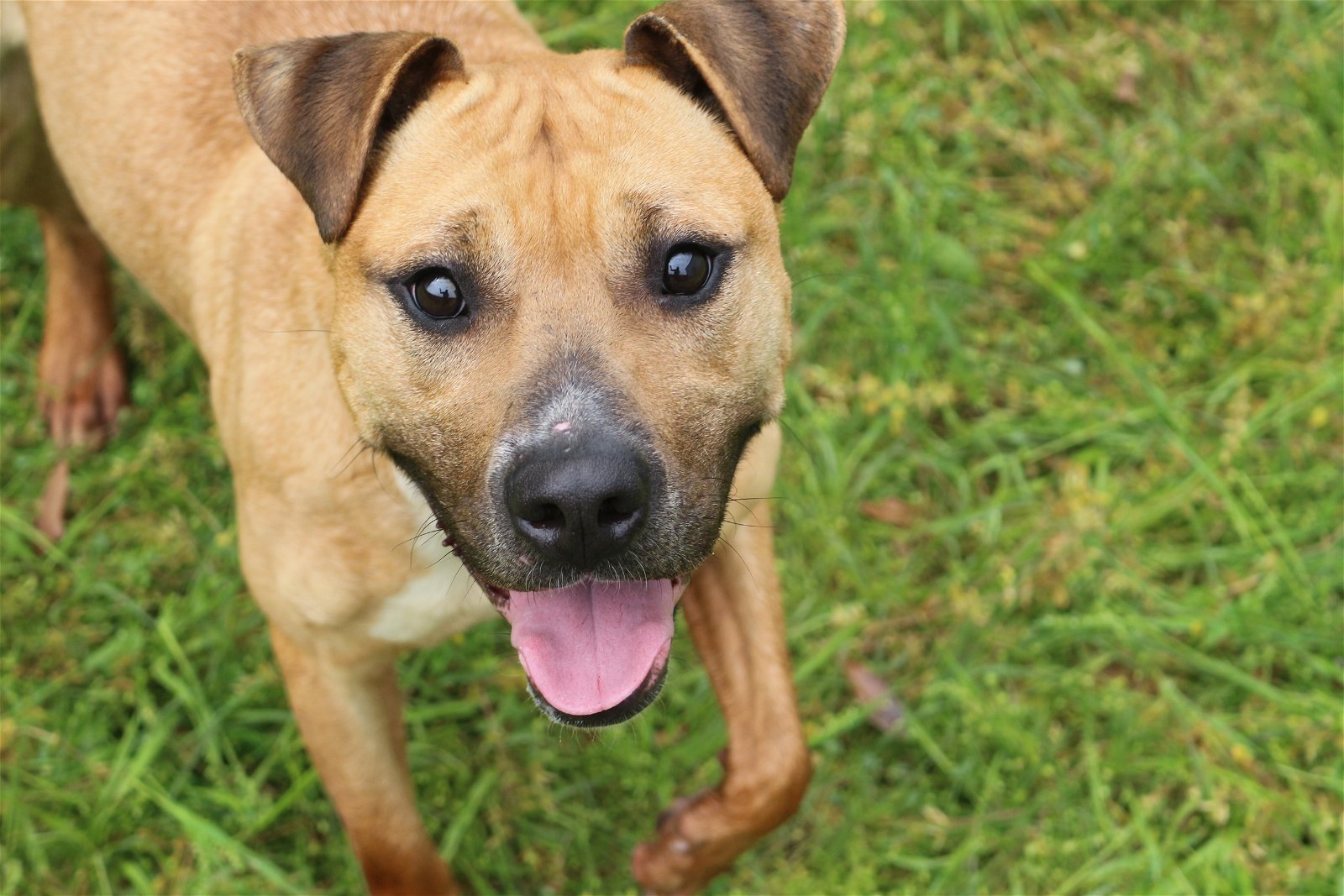 Aubrey, an adoptable American Staffordshire Terrier in Jackson, MS, 39213 | Photo Image 1