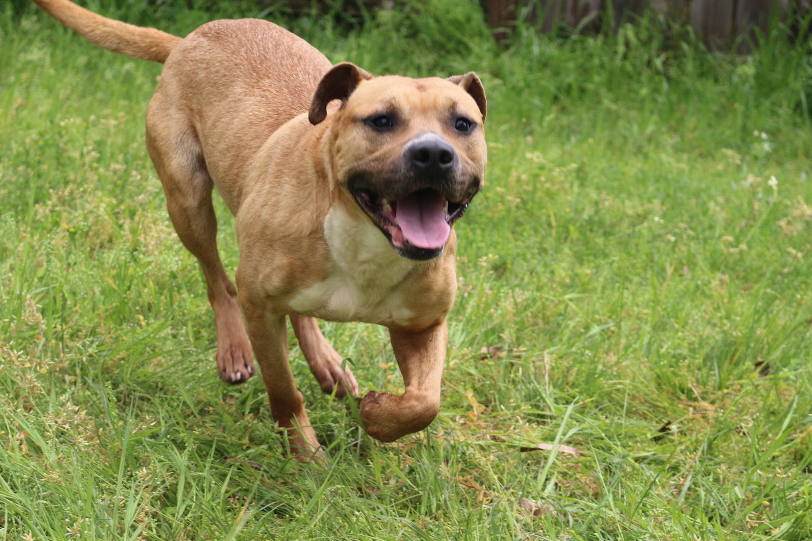 Aubrey, an adoptable American Staffordshire Terrier in Jackson, MS, 39213 | Photo Image 2