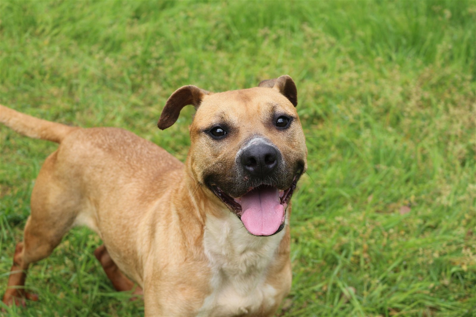 Aubrey, an adoptable American Staffordshire Terrier in Jackson, MS, 39213 | Photo Image 3