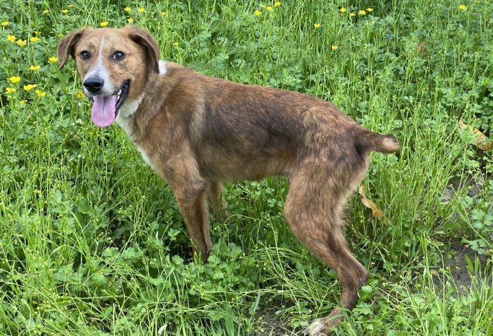 Mountain Cur Dog Brindle