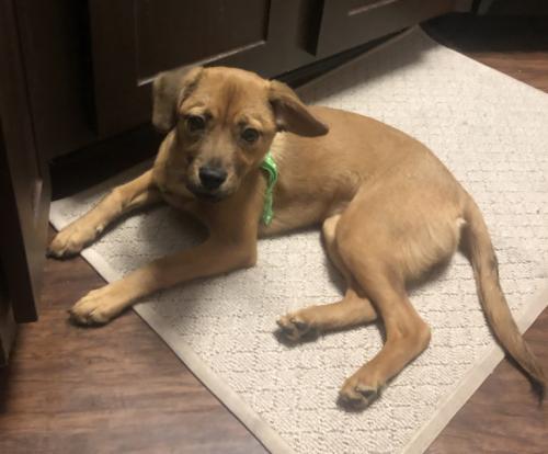 Dog For Adoption Olive Garden A Terrier Mix In Fort Lauderdale