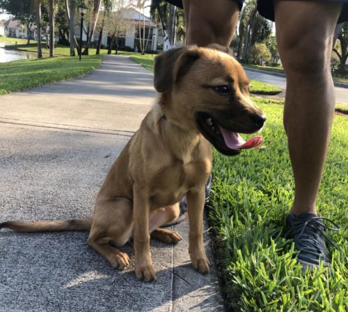 Dog For Adoption Olive Garden A Terrier Mix In Fort Lauderdale