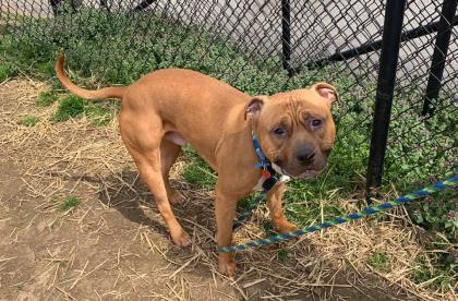 Junior, an adoptable Pit Bull Terrier, Mixed Breed in Philadelphia, PA, 19140 | Photo Image 3