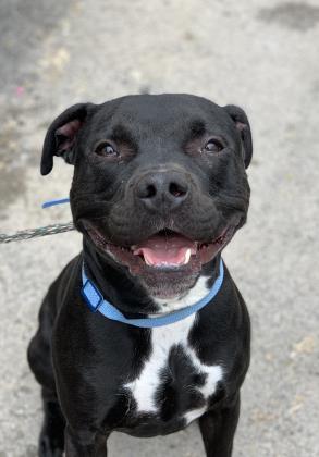 Bentley, Adult Male unknown