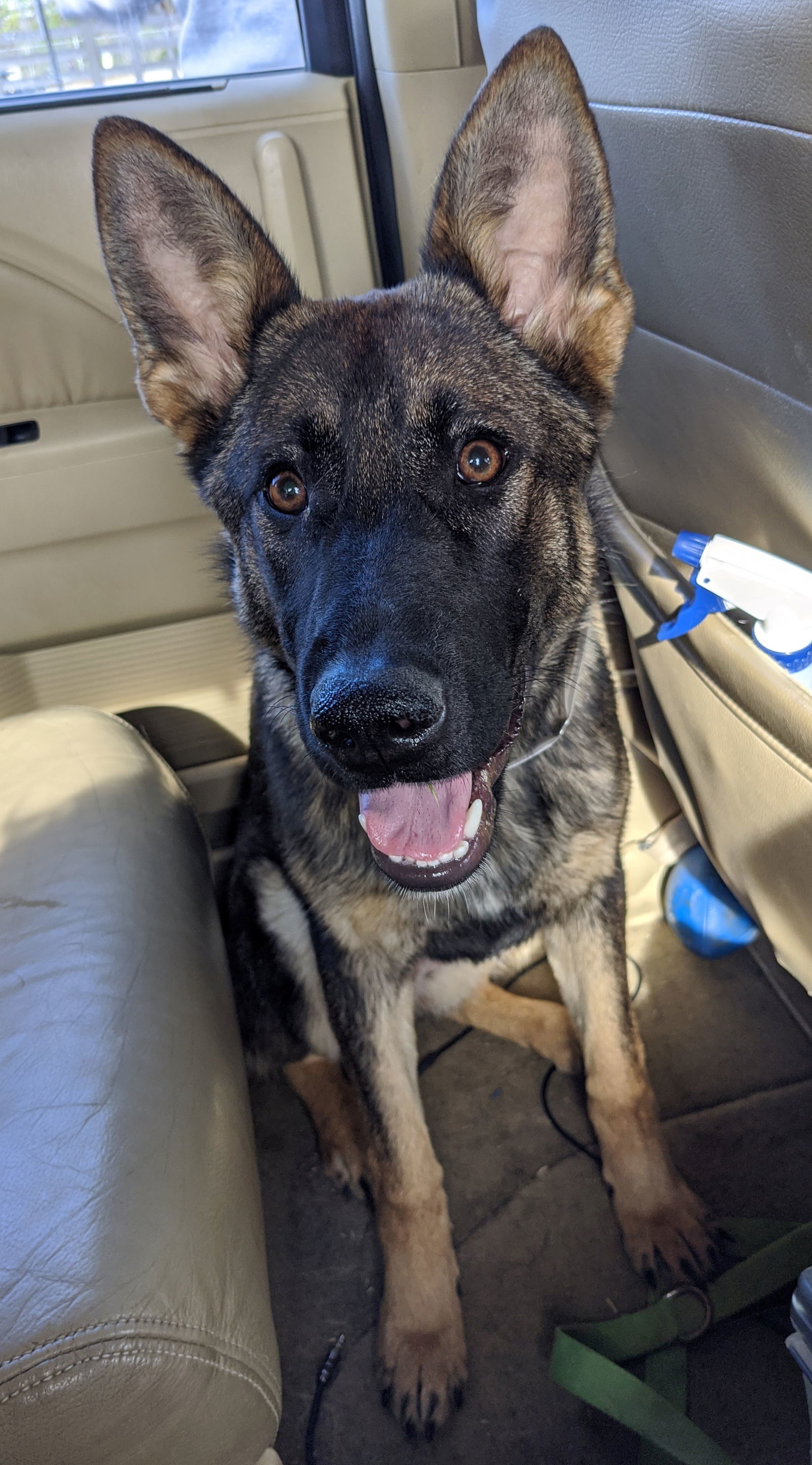 Zoey, an adoptable German Shepherd Dog in Louisville, KY, 40243 | Photo Image 1