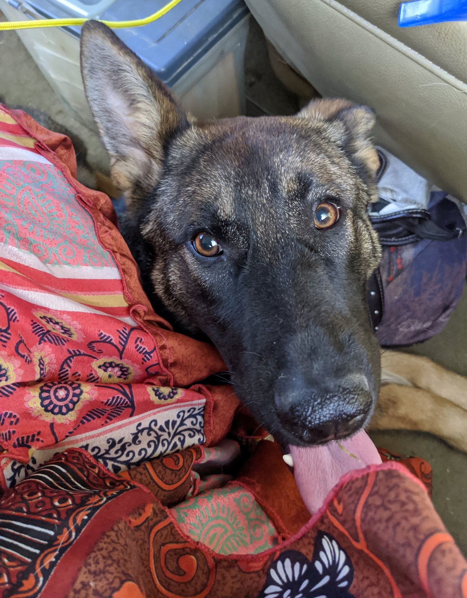 Zoey, an adoptable German Shepherd Dog in Louisville, KY, 40243 | Photo Image 2