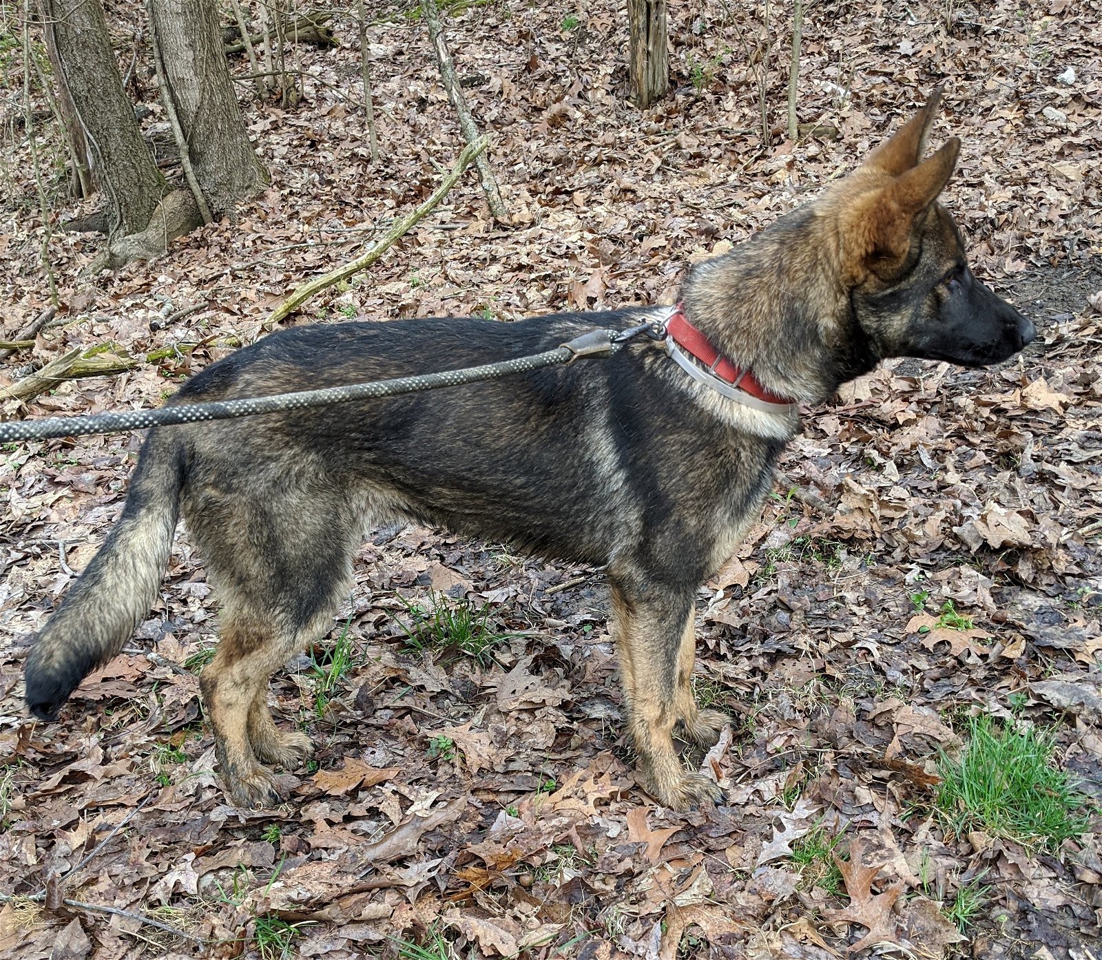 Zoey, an adoptable German Shepherd Dog in Louisville, KY, 40243 | Photo Image 3