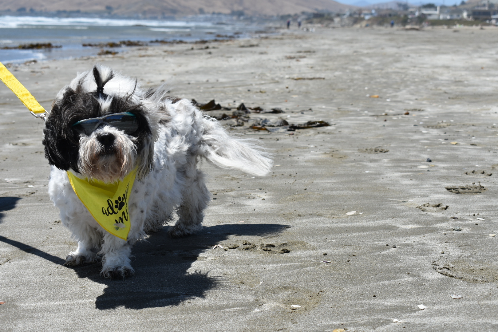Dog for adoption - Parker, a Shih Tzu in Bakersfield, CA | Petfinder
