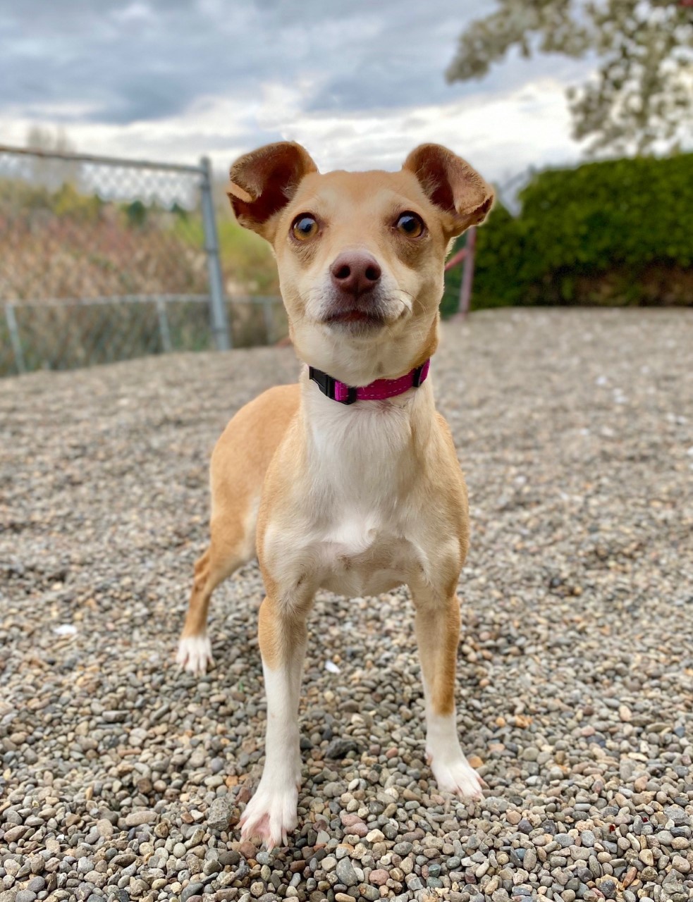Jada, an adoptable Chihuahua in Portland, OR, 97239 | Photo Image 2