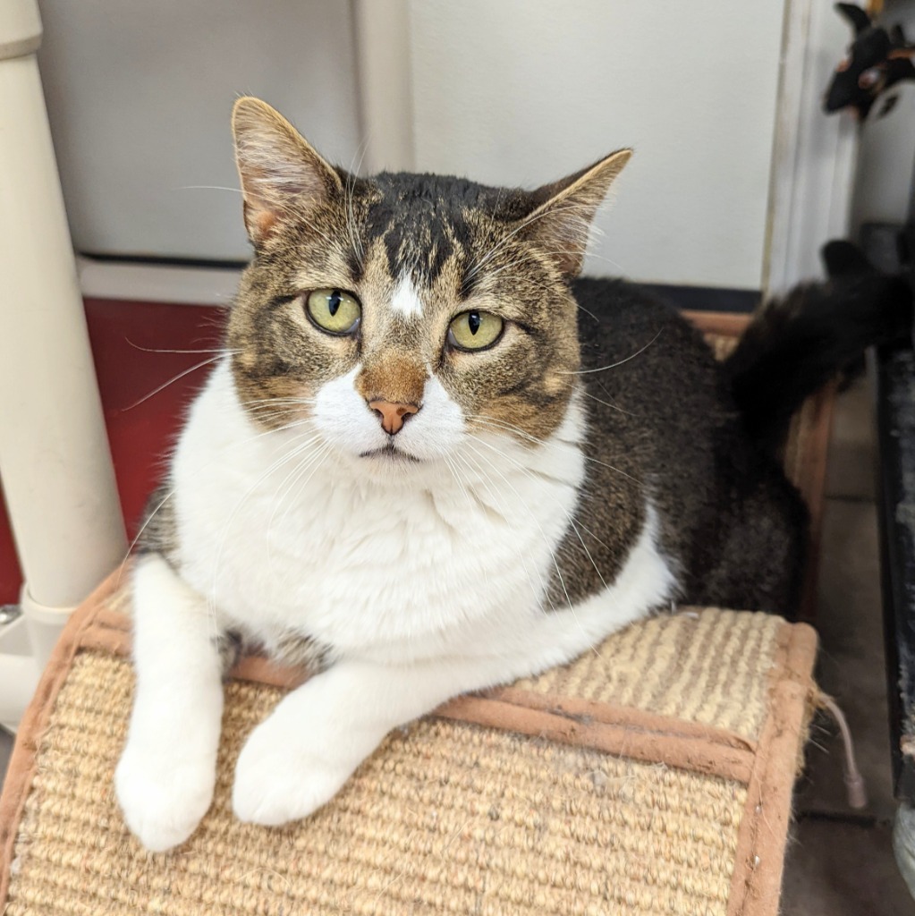 Rosie, an adoptable Domestic Short Hair in Laurie, MO, 65038 | Photo Image 1