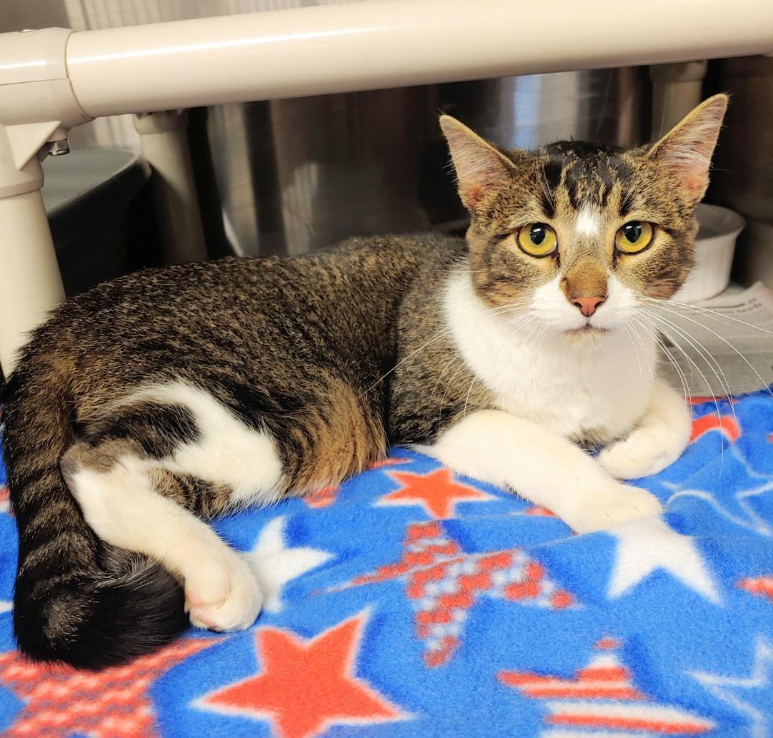 Rosie, an adoptable Domestic Short Hair in Laurie, MO, 65038 | Photo Image 2