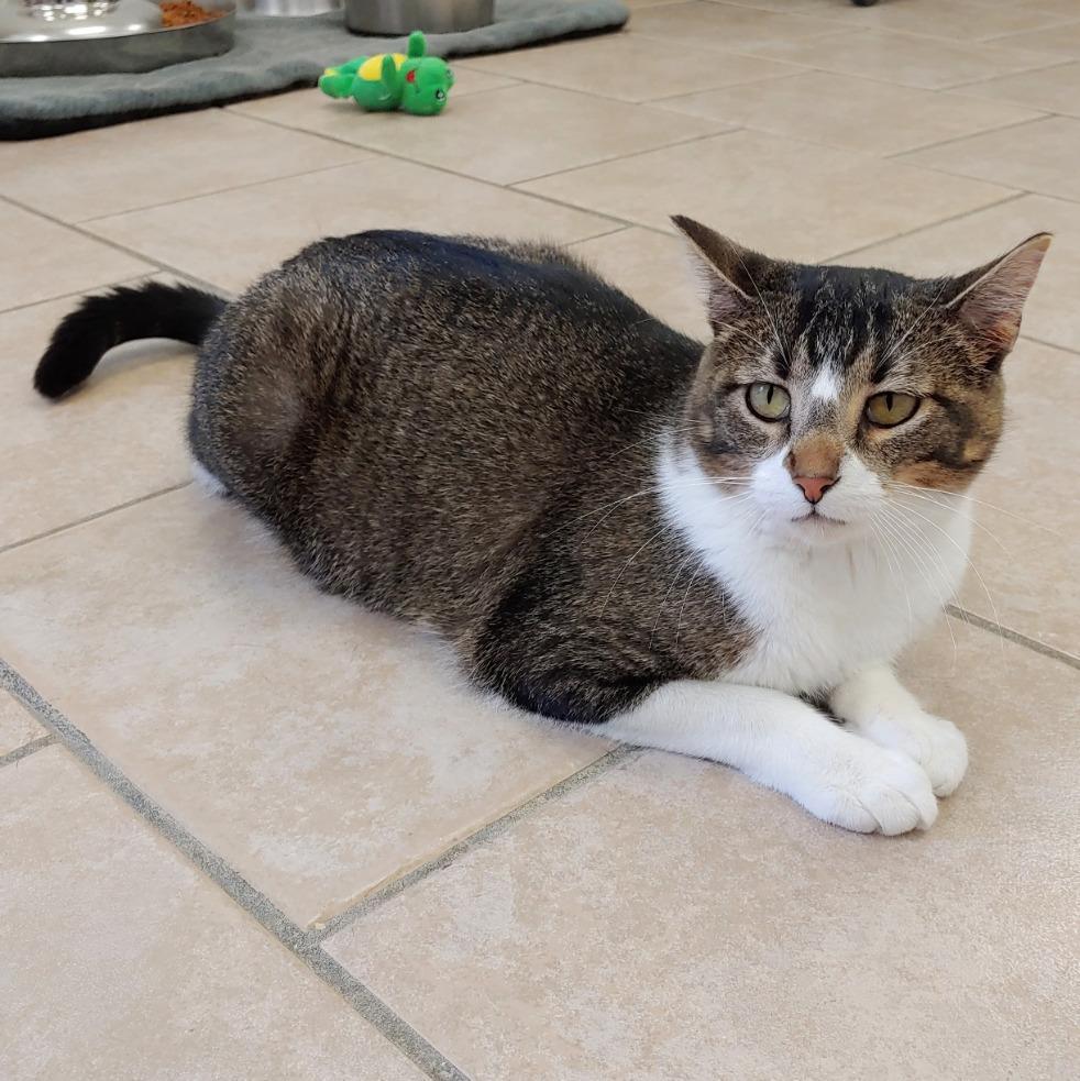 Rosie, an adoptable Domestic Short Hair in Laurie, MO, 65038 | Photo Image 3