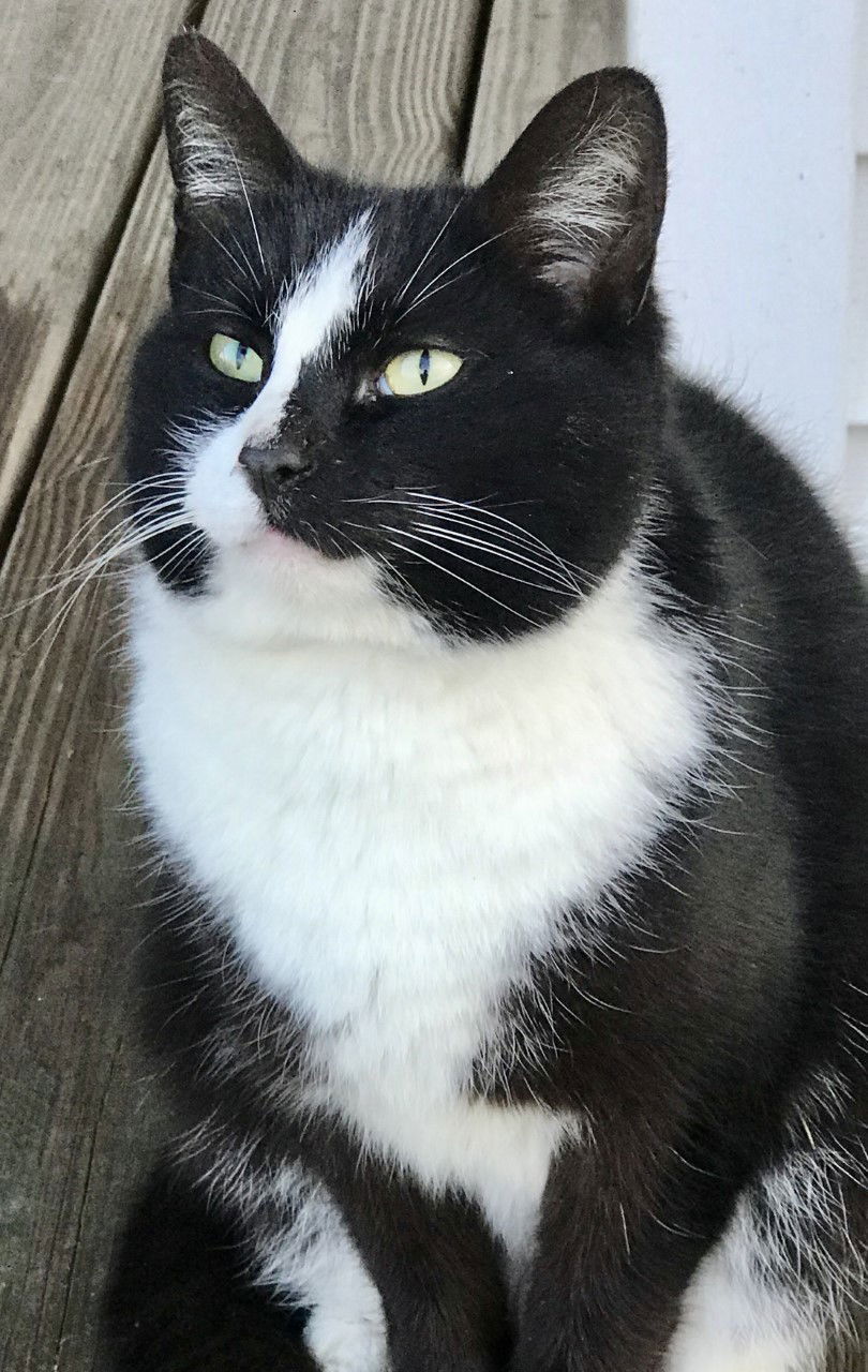 Craig, an adoptable Domestic Short Hair in Sistersville, WV, 26175 | Photo Image 1